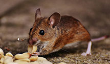 24 Hour & Emergency Exterminators in Odin, PA